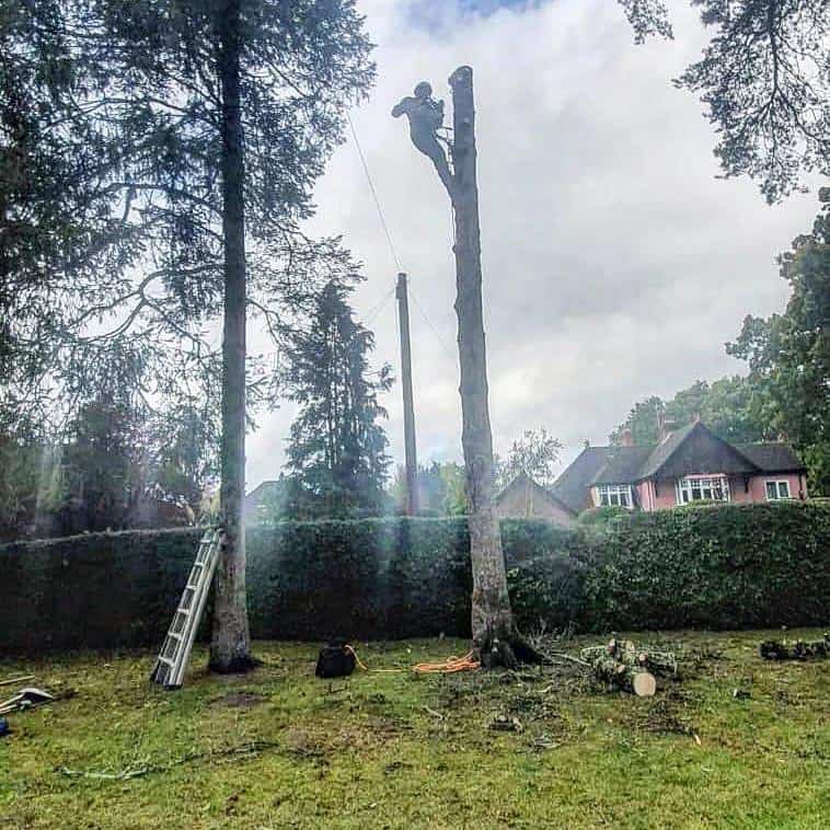 This is a photo of a tree that is being removed, there is just the trunk remaining and the operative from Saffron Walden Tree Surgeons is at the top cutting a section of it off.